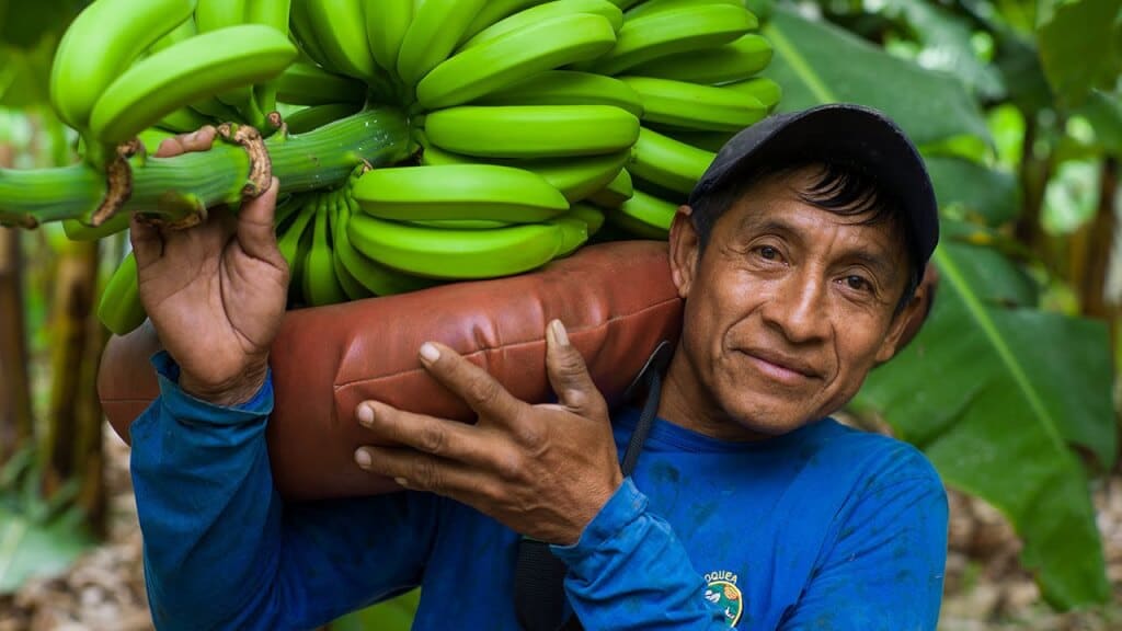 Le commerce equitable - La corbeille de fruits
