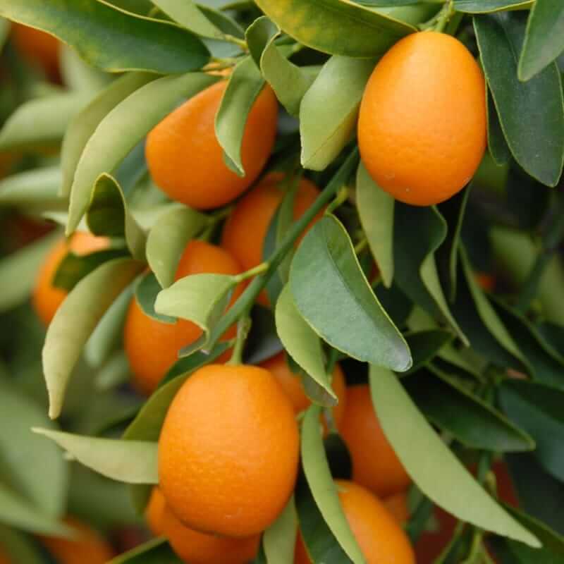 À la découverte des bienfaits du kumquat