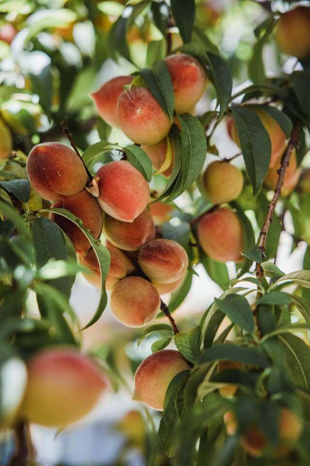 Quelle est la différence entre une pêche et une nectarine ?