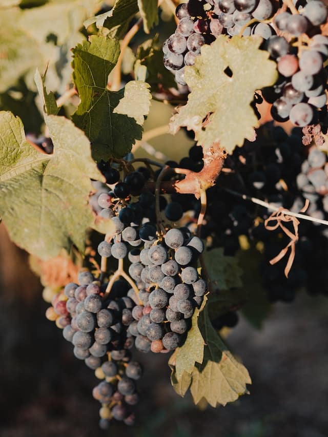 Quels sont l'origine et les bienfaits des raisins ?