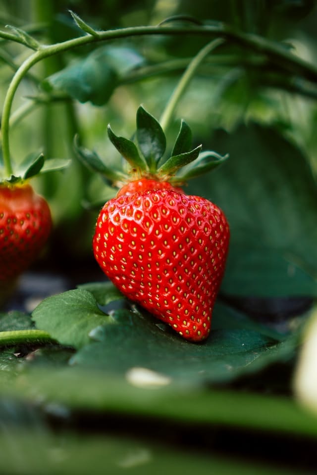 Les fraises d'avril en France : Variétés, bienfaits et recettes pour savourer les paniers de fruits au bureau