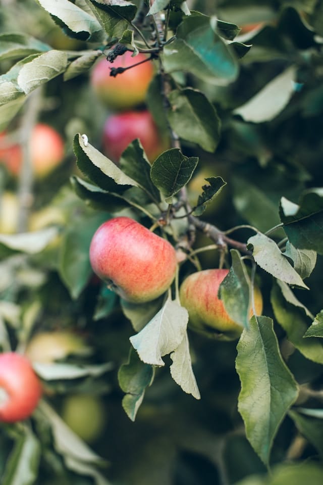 Les pommes au bureau : le fruit idéal pour une pause santé productive