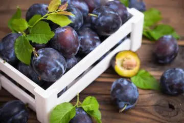 Les prunes, des fruits qui ne comptent pas pour des prunes pour votre santé.