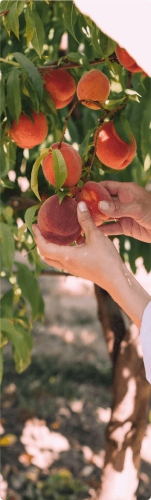 Pêches de saison — Les Plaisirs Fruités